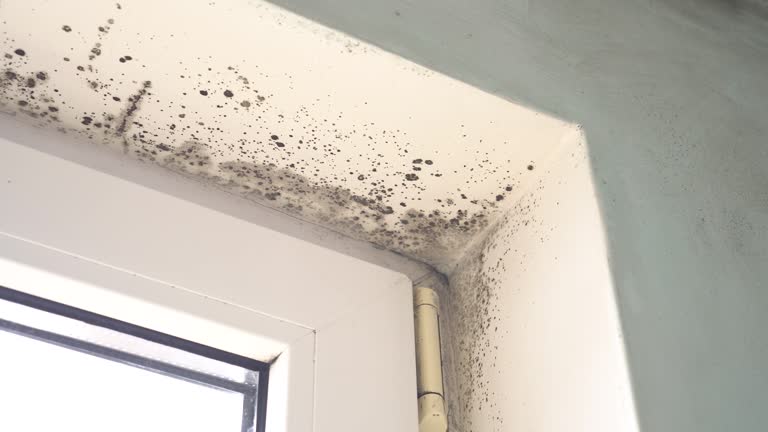 Why You Should Choose Our Mold Remediation Services in Scottdale, GA